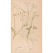 Ectypa vegetabilium Pl156 - Christian Gottlieb Ludwig — Ansicht des Kunstwerks