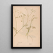 Ectypa vegetabilium Pl156 - Christian Gottlieb Ludwig — gerahmtes Bild an der Wand