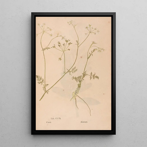 Ectypa vegetabilium Pl156 - Christian Gottlieb Ludwig — gerahmtes Bild an der Wand
