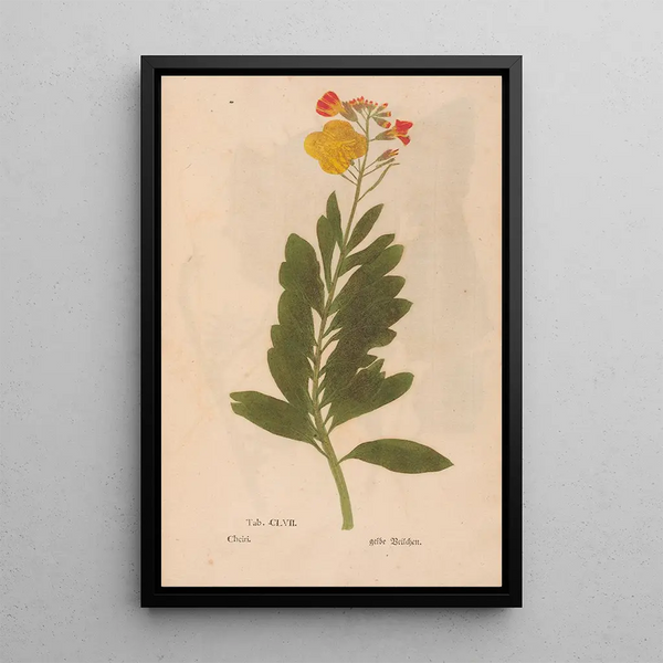 Reproduktion des Gemäldes Ectypa vegetabilium Pl157 - Christian Gottlieb Ludwig