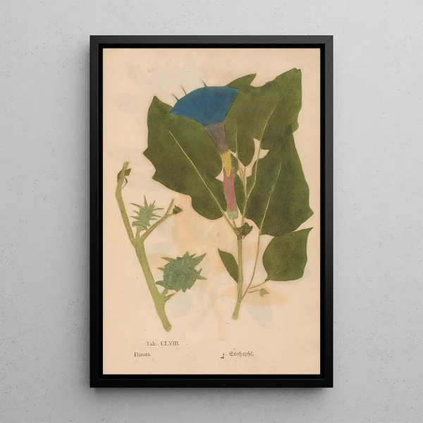Ectypa vegetabilium Pl158 - Christian Gottlieb Ludwig — gerahmtes Bild an der Wand