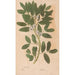 Reproduktion des Gemäldes Ectypa vegetabilium Pl159 - Christian Gottlieb Ludwig
