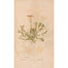 Ectypa vegetabilium Pl163 - Christian Gottlieb Ludwig — Ansicht des Kunstwerks