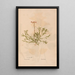 Ectypa vegetabilium Pl163 - Christian Gottlieb Ludwig — gerahmtes Bild an der Wand