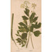 Ectypa vegetabilium Pl164 - Christian Gottlieb Ludwig — Ansicht des Kunstwerks