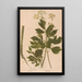 Ectypa vegetabilium Pl164 - Christian Gottlieb Ludwig — gerahmtes Bild an der Wand