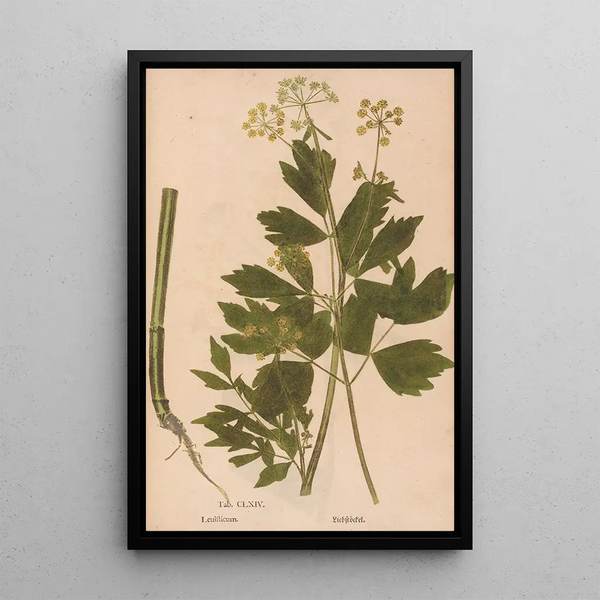 Ectypa vegetabilium Pl164 - Christian Gottlieb Ludwig — gerahmtes Bild an der Wand