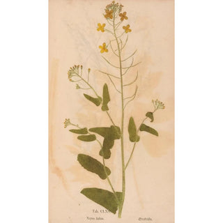 Christian Gottlieb Ludwig - Ectypa vegetabilium Pl165.webp