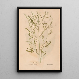 Christian Gottlieb Ludwig - Ectypa vegetabilium Pl166.webp