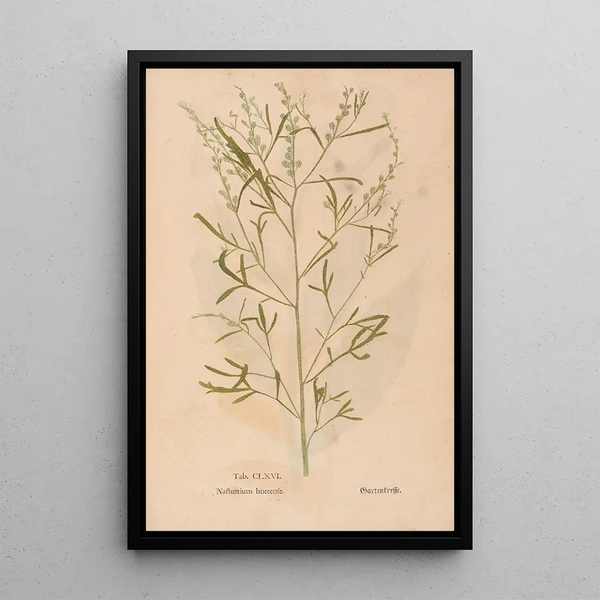 Ectypa vegetabilium Pl166 - Christian Gottlieb Ludwig — gerahmtes Bild an der Wand