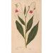 Reproduktion des Gemäldes Ectypa vegetabilium Pl167 - Christian Gottlieb Ludwig