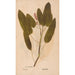 Ectypa vegetabilium Pl168 - Christian Gottlieb Ludwig — Ansicht des Kunstwerks