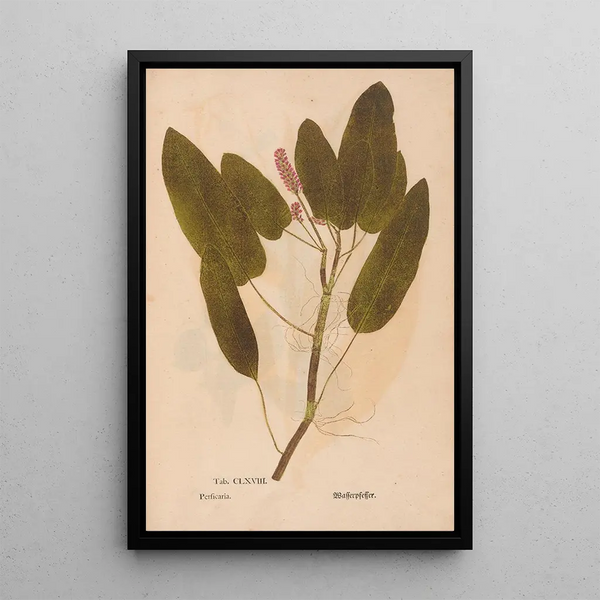 Ectypa vegetabilium Pl168 - Christian Gottlieb Ludwig — gerahmtes Bild an der Wand
