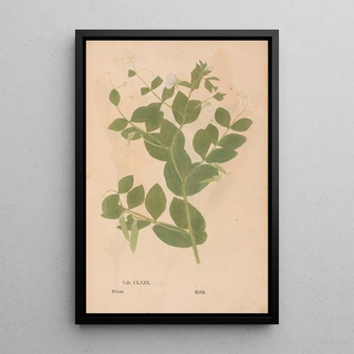 Christian Gottlieb Ludwig - Ectypa vegetabilium Pl169.webp