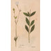 Ectypa vegetabilium Pl170 - Christian Gottlieb Ludwig — Ansicht des Kunstwerks