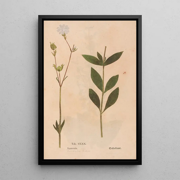 Ectypa vegetabilium Pl170 - Christian Gottlieb Ludwig — gerahmtes Bild an der Wand