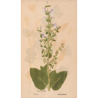 Christian Gottlieb Ludwig - Ectypa vegetabilium Pl171.webp