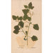Ectypa vegetabilium Pl172 - Christian Gottlieb Ludwig — Ansicht des Kunstwerks