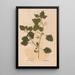 Ectypa vegetabilium Pl172 - Christian Gottlieb Ludwig — gerahmtes Bild an der Wand