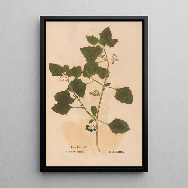 Ectypa vegetabilium Pl172 - Christian Gottlieb Ludwig — gerahmtes Bild an der Wand