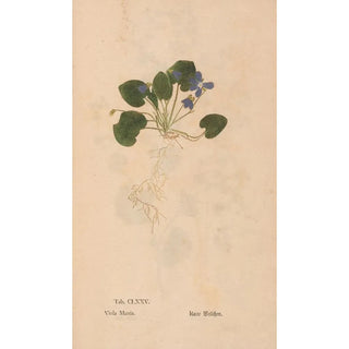 Christian Gottlieb Ludwig - Ectypa vegetabilium Pl175.webp