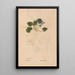 Ectypa vegetabilium Pl175 - Christian Gottlieb Ludwig — gerahmtes Bild an der Wand