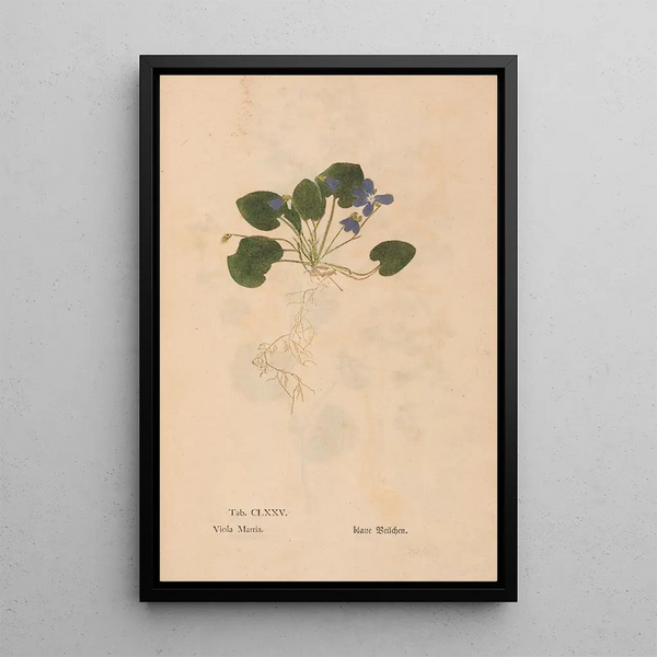 Ectypa vegetabilium Pl175 - Christian Gottlieb Ludwig — gerahmtes Bild an der Wand