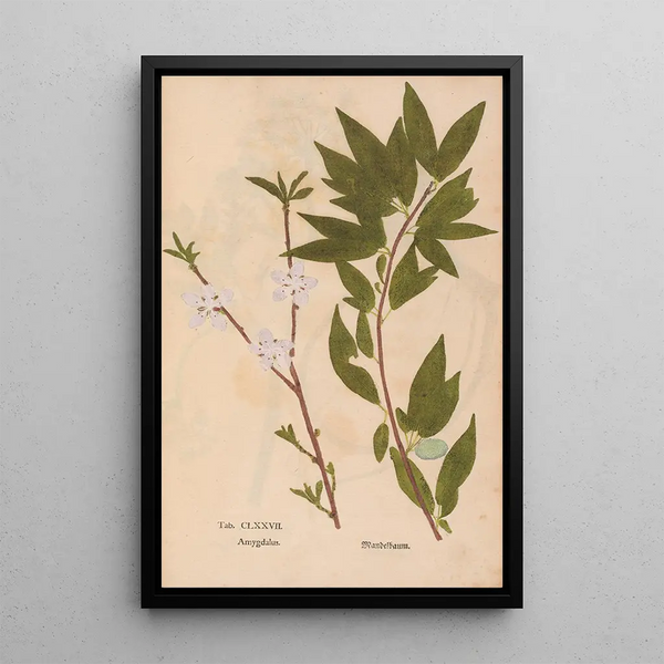 Ectypa vegetabilium Pl177 - Christian Gottlieb Ludwig — gerahmtes Bild an der Wand