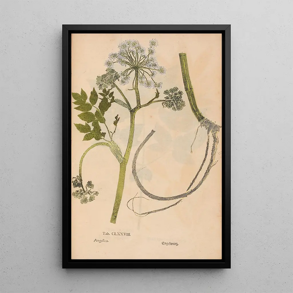 Reproduktion des Gemäldes Ectypa vegetabilium Pl178 - Christian Gottlieb Ludwig