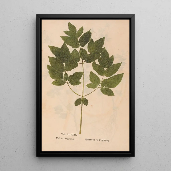 Ectypa vegetabilium Pl179 - Christian Gottlieb Ludwig — gerahmtes Bild an der Wand