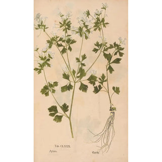 Christian Gottlieb Ludwig - Ectypa vegetabilium Pl180.webp