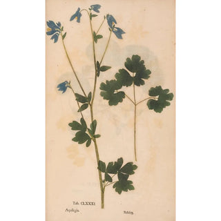 Christian Gottlieb Ludwig - Ectypa vegetabilium Pl181.webp