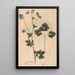 Ectypa vegetabilium Pl181 - Christian Gottlieb Ludwig — gerahmtes Bild an der Wand