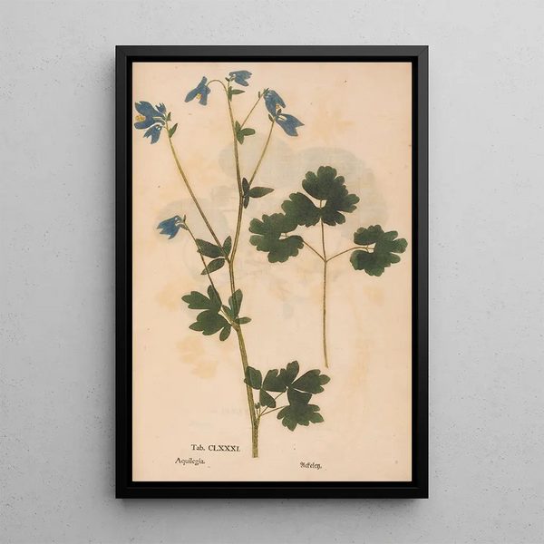 Ectypa vegetabilium Pl181 - Christian Gottlieb Ludwig — gerahmtes Bild an der Wand