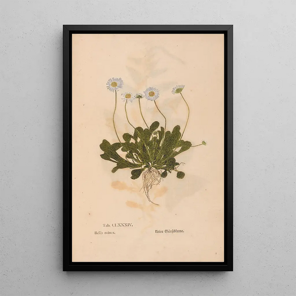 Ectypa vegetabilium Pl184 - Christian Gottlieb Ludwig — gerahmtes Bild an der Wand