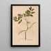 Ectypa vegetabilium Pl188 - Christian Gottlieb Ludwig — gerahmtes Bild an der Wand