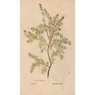 Christian Gottlieb Ludwig - Ectypa vegetabilium Pl189.webp