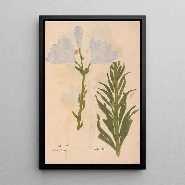 Ectypa vegetabilium Pl190 - Christian Gottlieb Ludwig — gerahmtes Bild an der Wand