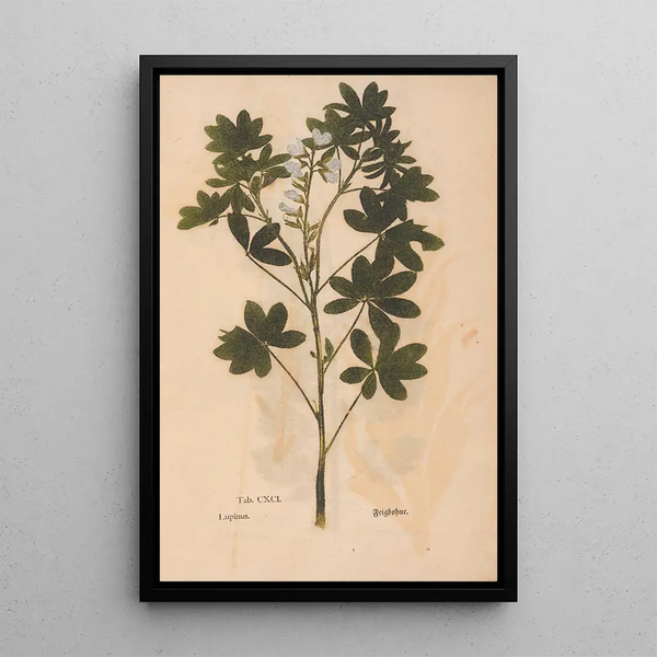 Reproduktion des Gemäldes Ectypa vegetabilium Pl191 - Christian Gottlieb Ludwig