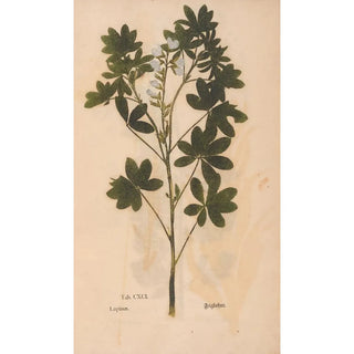 Christian Gottlieb Ludwig - Ectypa vegetabilium Pl191.webp