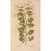Ectypa vegetabilium Pl192 - Christian Gottlieb Ludwig — Ansicht des Kunstwerks
