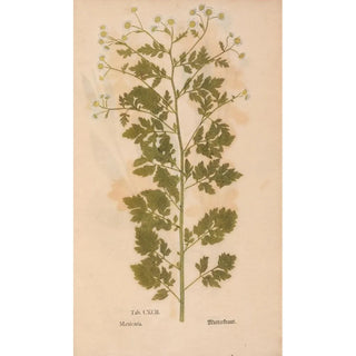 Christian Gottlieb Ludwig - Ectypa vegetabilium Pl192.webp