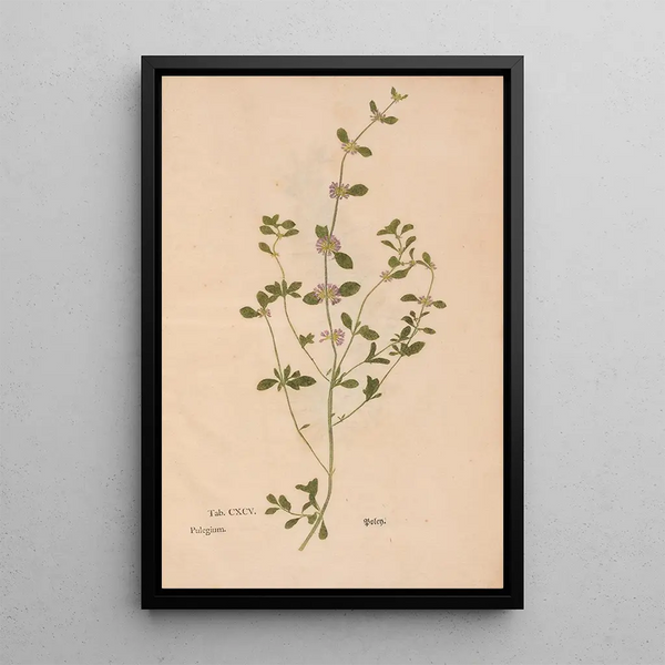 Ectypa vegetabilium Pl195 - Christian Gottlieb Ludwig — gerahmtes Bild an der Wand