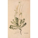 Ectypa vegetabilium Pl197 - Christian Gottlieb Ludwig — Ansicht des Kunstwerks