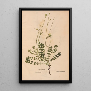 Christian Gottlieb Ludwig - Ectypa vegetabilium Pl197.webp