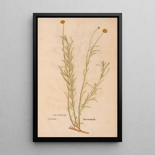 Reproduktion des Gemäldes Ectypa vegetabilium Pl198 - Christian Gottlieb Ludwig