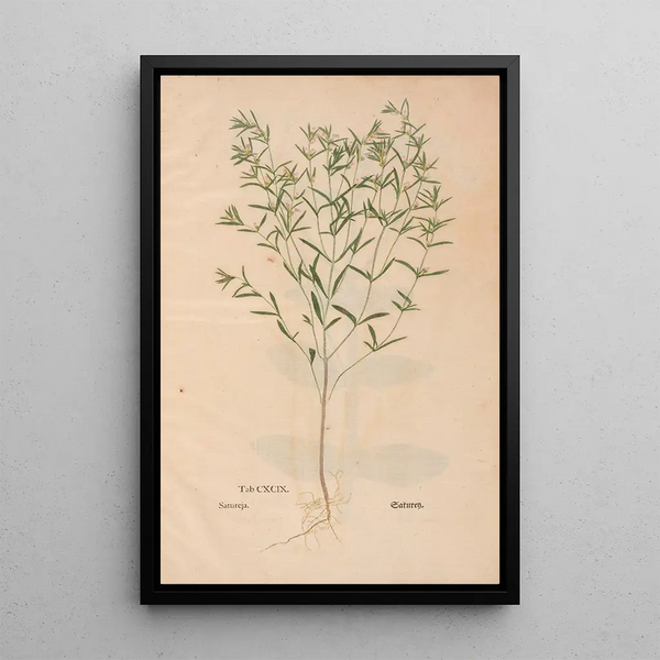 Ectypa vegetabilium Pl199 - Christian Gottlieb Ludwig — gerahmtes Bild an der Wand