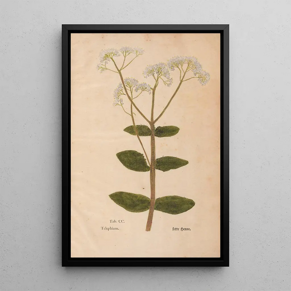 Ectypa vegetabilium Pl200 - Christian Gottlieb Ludwig — gerahmtes Bild an der Wand