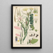 Manuel botanique Pl01 - Christian Schkuhr — gerahmtes Bild an der Wand