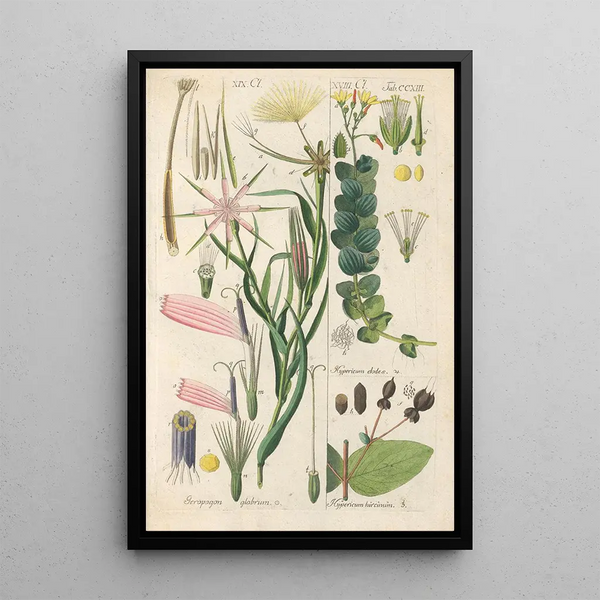Manuel botanique Pl01 - Christian Schkuhr — gerahmtes Bild an der Wand